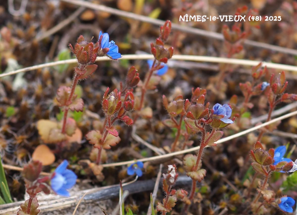 Speedwell, Early Field plant